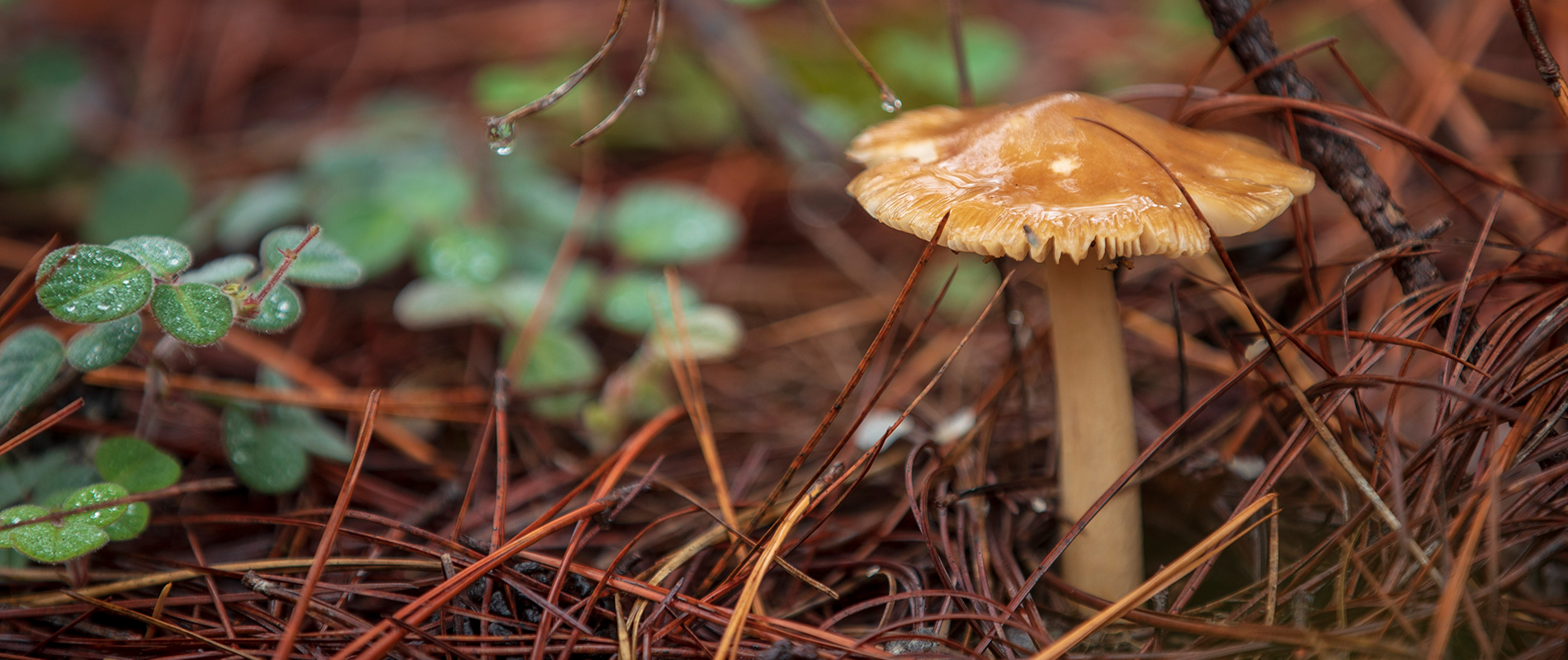 Magic Forest - Huasca Sierra Verde