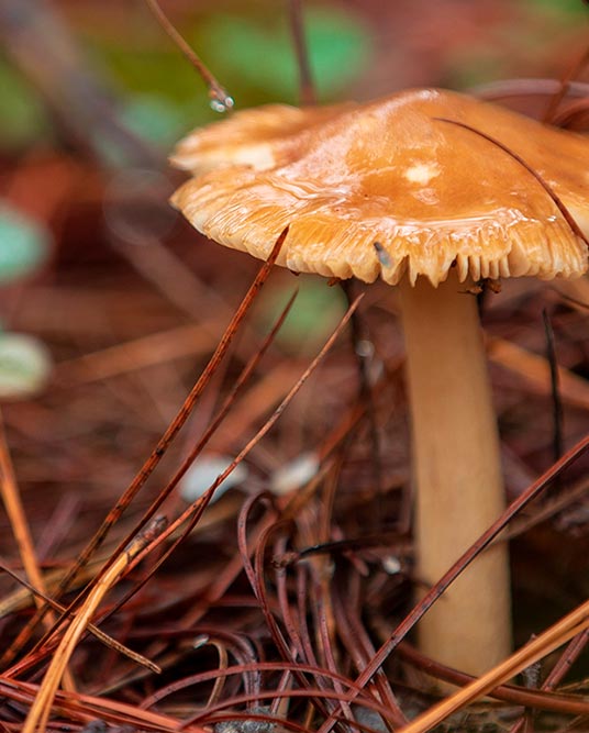 Magic Forest - Huasca Sierra Verde